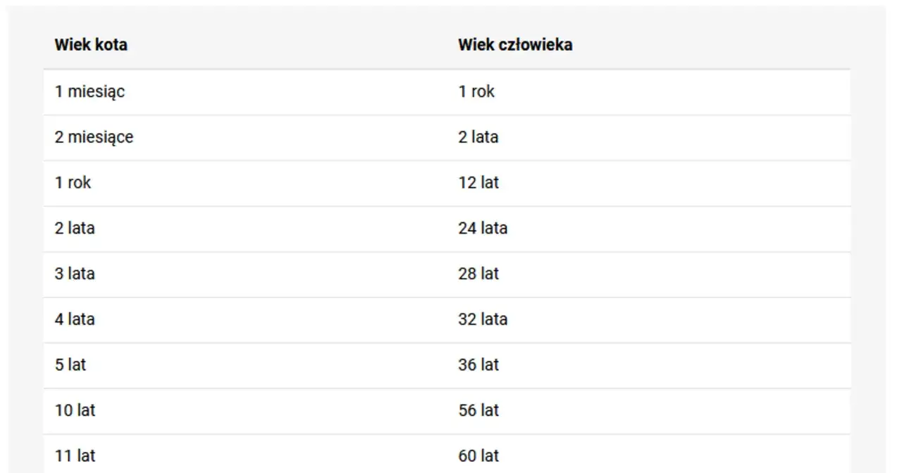 Tabela por&oacute;wnująca wiek kota i człowieka. Dowiedz się, jak przeliczyć kocie lata na ludzkie, by lepiej zrozumieć swojego pupila.