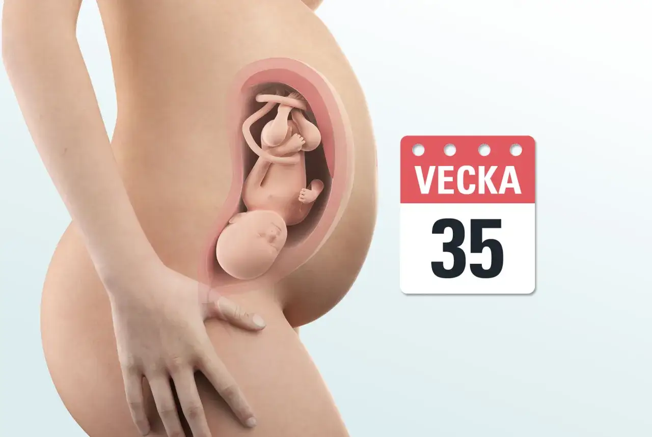Gravid v35: en illustration visar ett foster i livmodern, med en kalender som anger vecka 35.