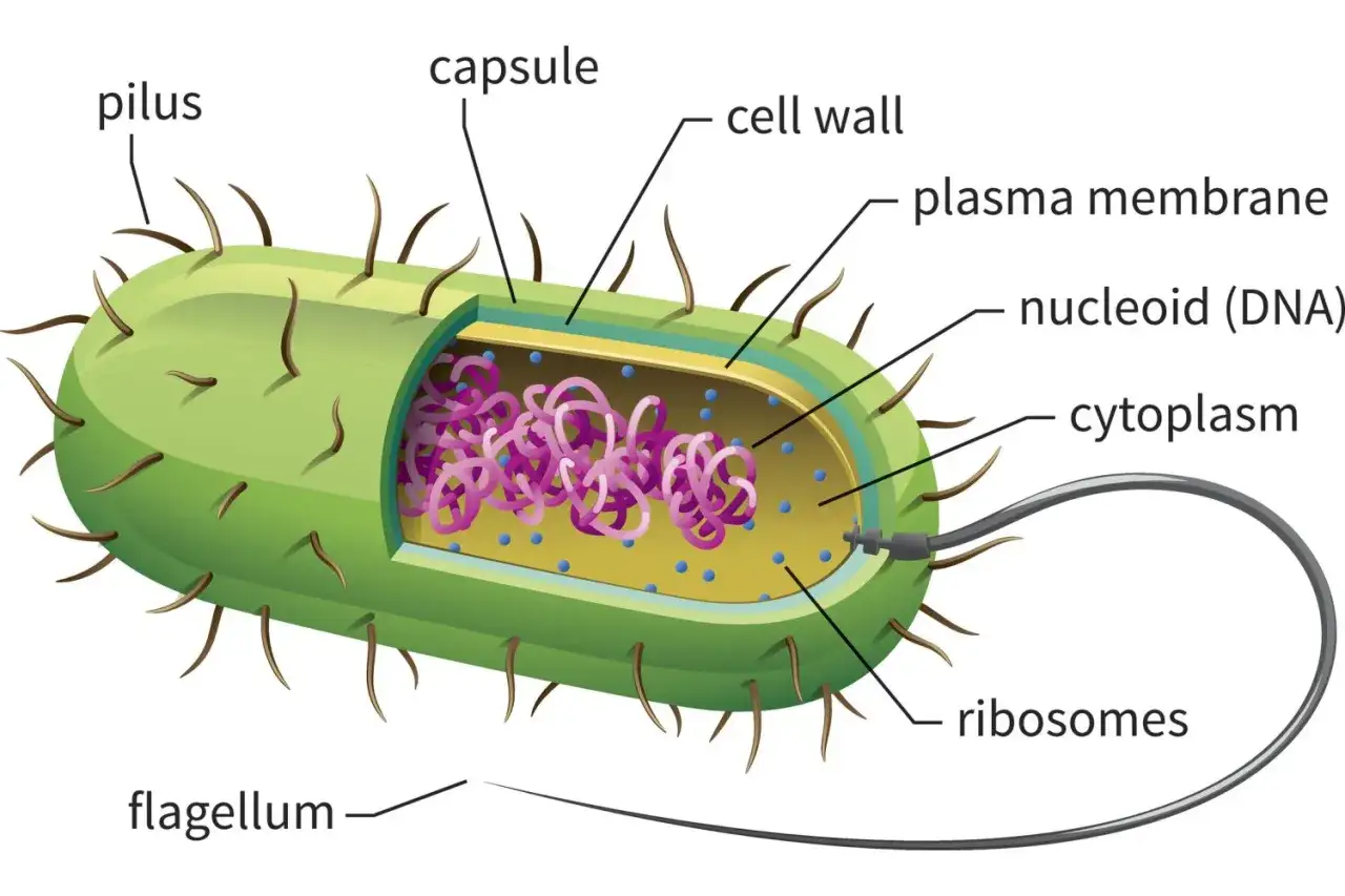 Schnittzeichnung einer prokaryotischen Zelle mit Zellwand, Plasma-Membran, Nukleoid (DNA), Zytoplasma, Ribosomen, Pili und Flagellum.