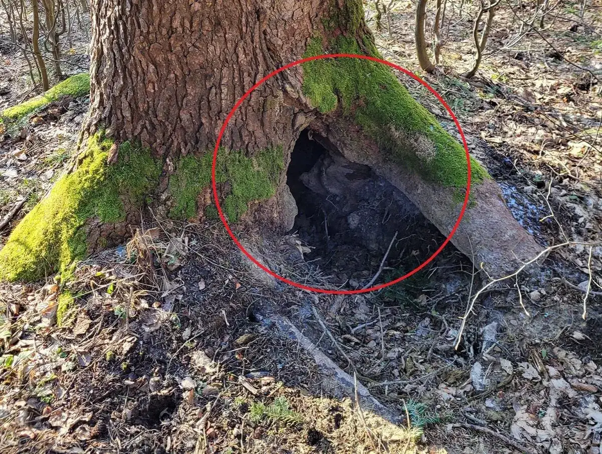Jaskinia pod korzeniami drzewa, gdzie zimuje niedźwiedź. Mchy porastają pień i korzenie, tworząc naturalne schronienie.