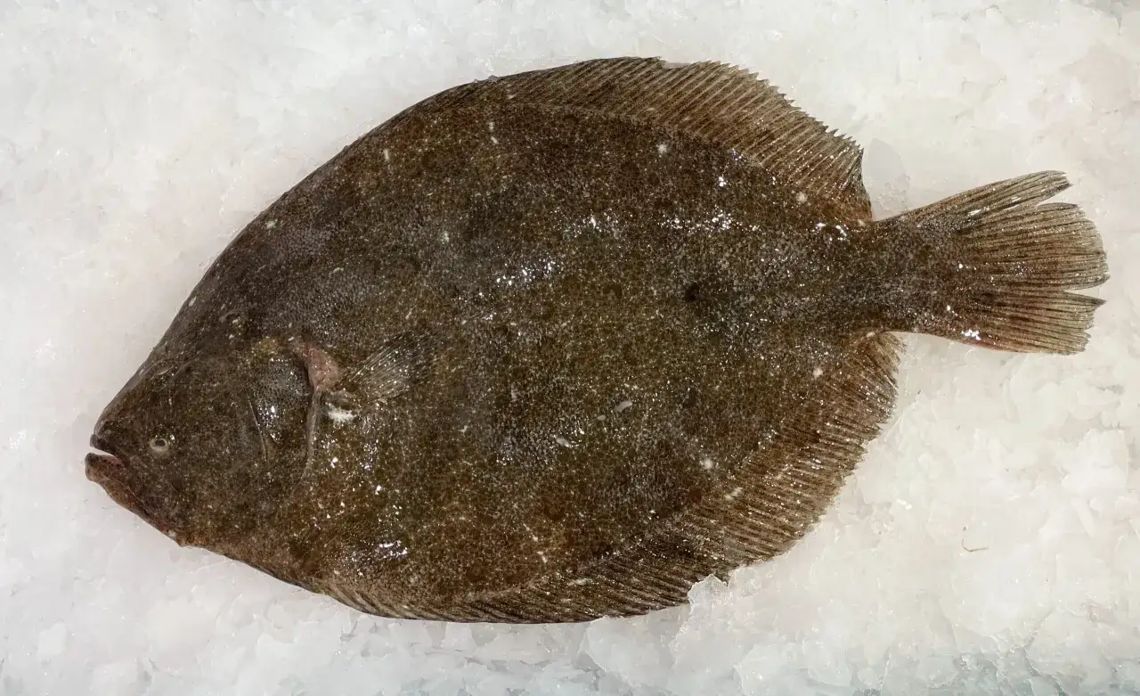 Un poisson barbu, plat et tacheté, repose sur un lit de glace pilée, prêt à être cuisiné.