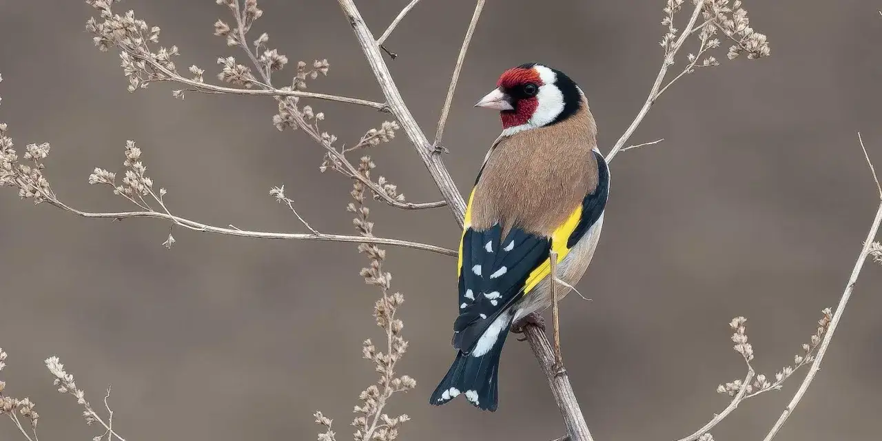 Un piccolo cardellino femmina, con il suo piumaggio vivace, si posa su un ramo secco tra fiori appassiti.