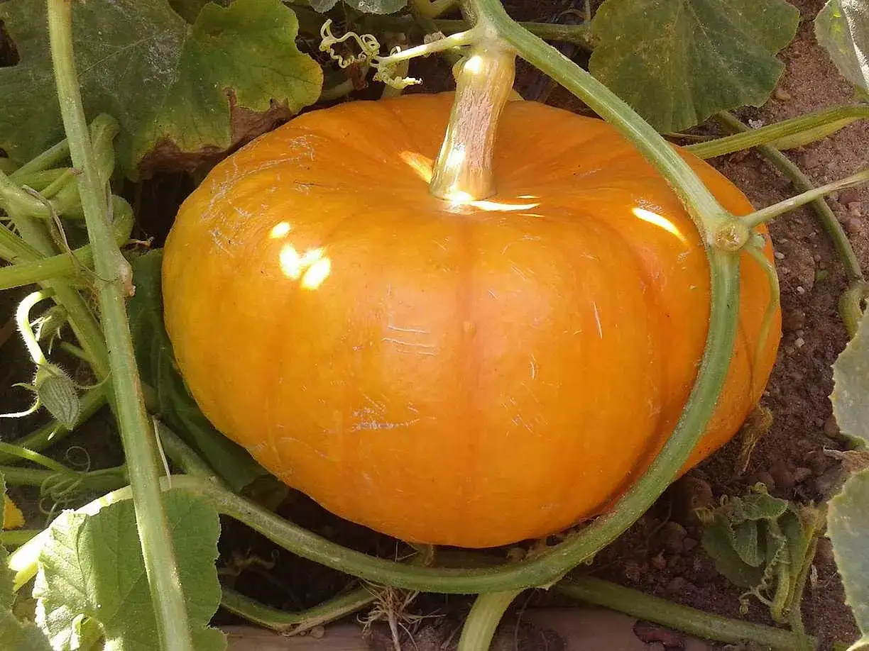 En vacker, mogen pumpa växer frodigt. Det är fullt möjligt att odla pumpa i kruka och få ett sådant här fint resultat.