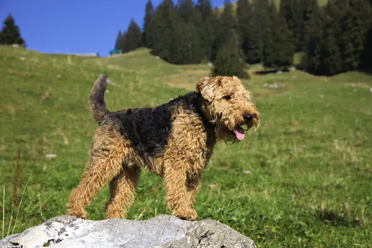 Ein Welsh Terrier steht auf einem Felsen in den Bergen. Sein struppiges Fell ist schwarz und lohfarben.