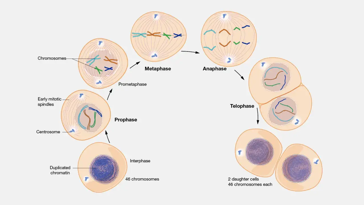 Ciclo celular: Interfase, Profase, Prometafase, Metafase, Anafase y Telofase, culminando en dos células hijas. La fase G2 es parte de la interfase.