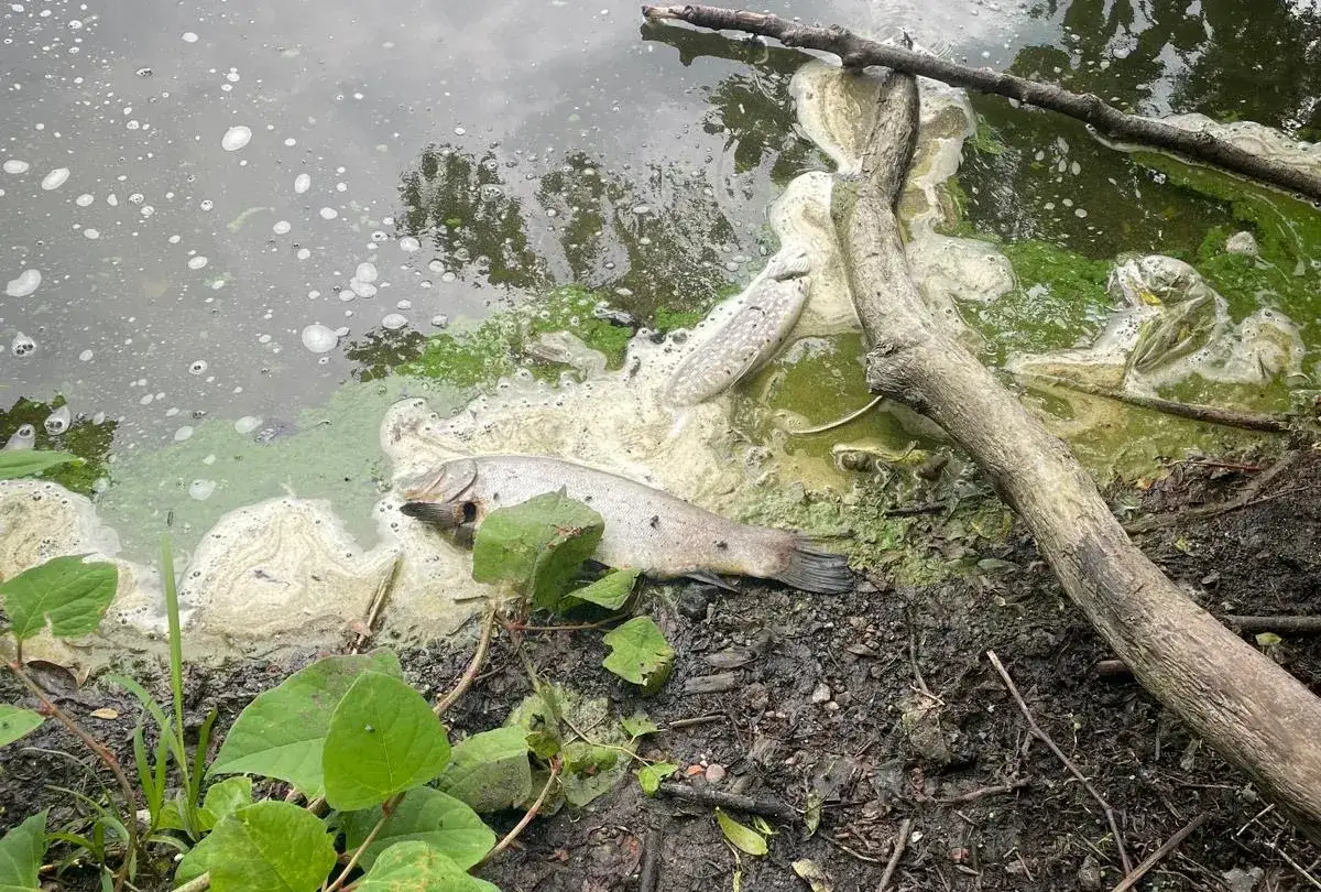 Smutny widok na brzegu: śnięcie ryb w zielonej, spienionej wodzie. Kilka martwych ryb leży na błotnistym brzegu, obok gałęzi i roślinności.