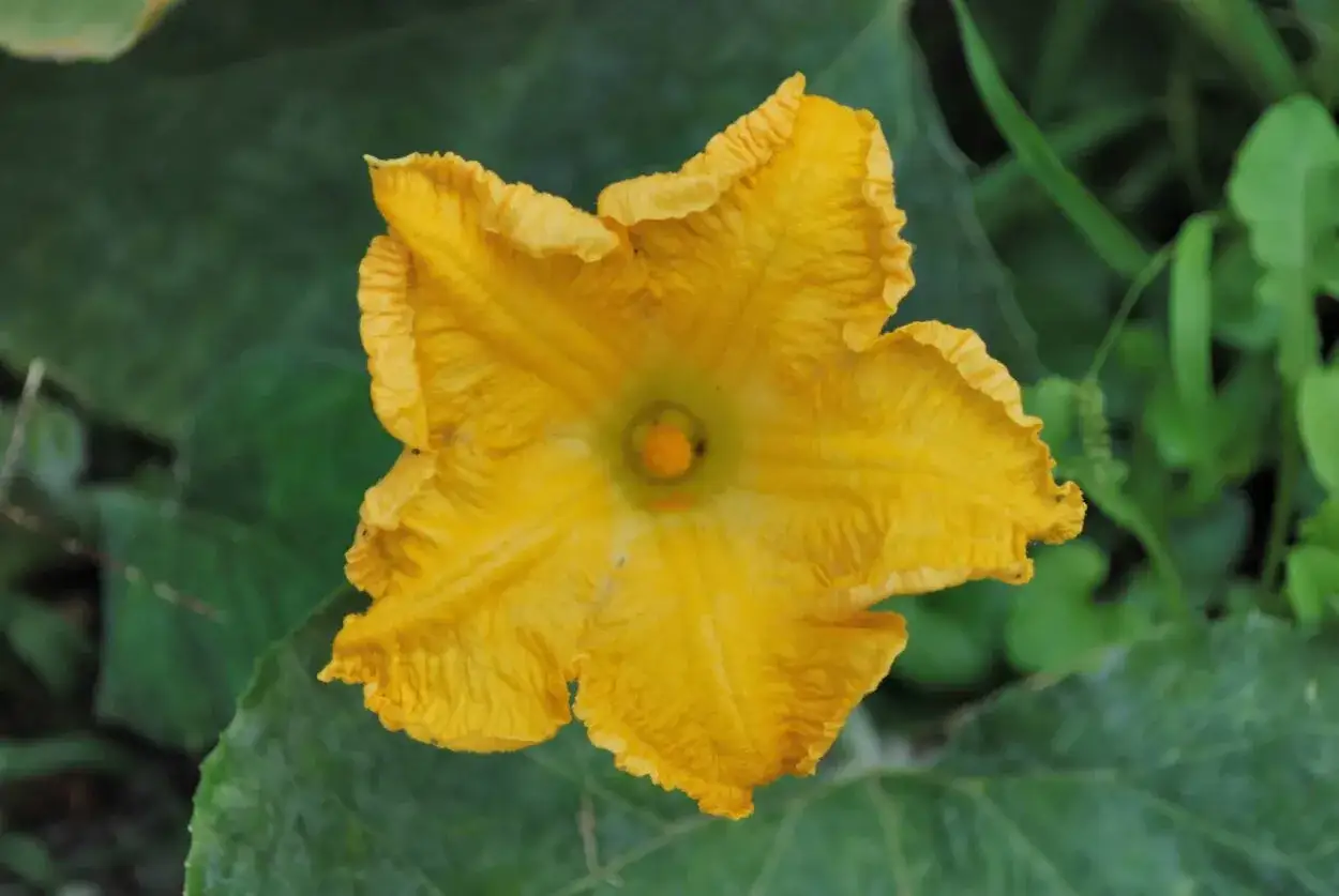 Un fiore di zucca giallo brillante, con petali arricciati, annuncia il periodo della raccolta.