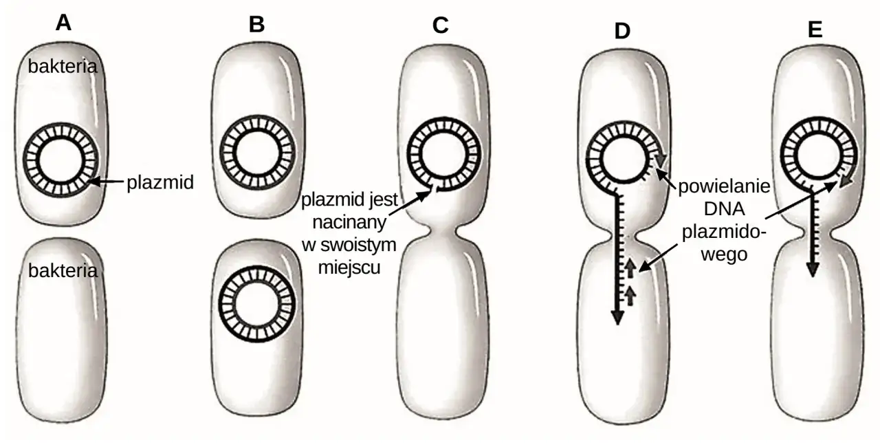 Schemat ilustruje proces powielania DNA plazmidowego w bakteriach, kluczowy dla zrozumienia, co to jest koniugacja w biologii.