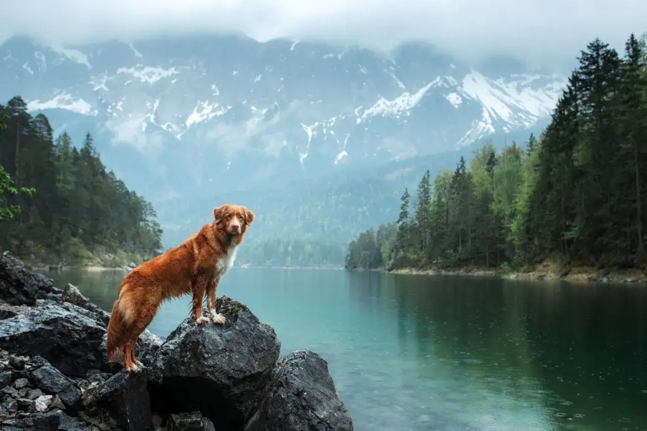 Hund wandert in deutscher Natur
