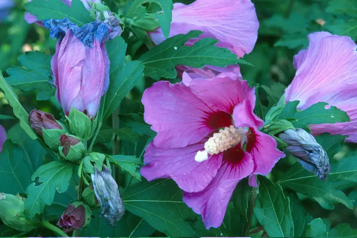Hibiscus roses en pleine floraison, certaines fan&eacute;es, pr&ecirc;tes pour quand tailler hibiscus.