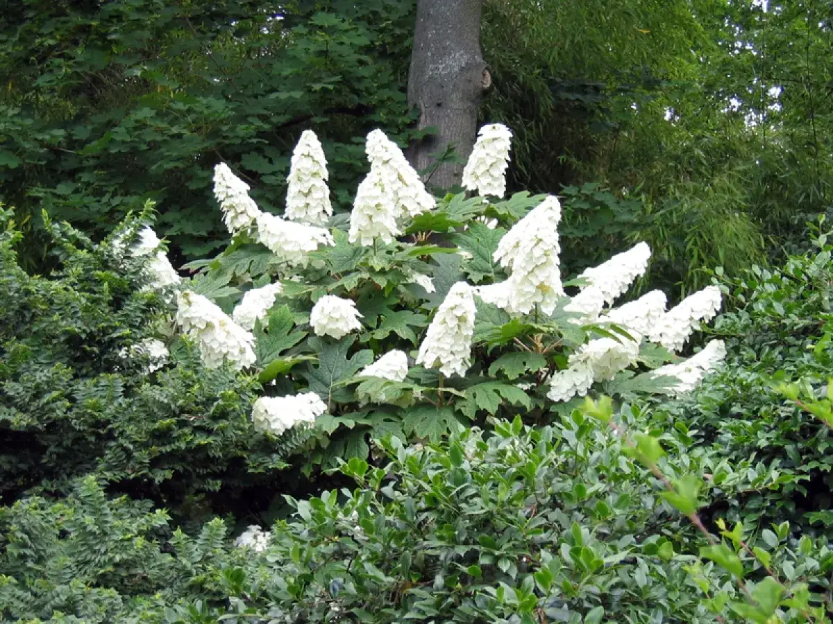 Un arbuste de hydrangea quercifolia aux grappes de fleurs blanches érigées, entouré de verdure luxuriante.