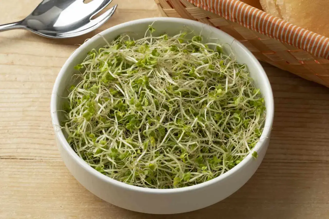 Un bol de graines germées de brocoli, parfaites pour découvrir leurs bienfaits nutritionnels.
