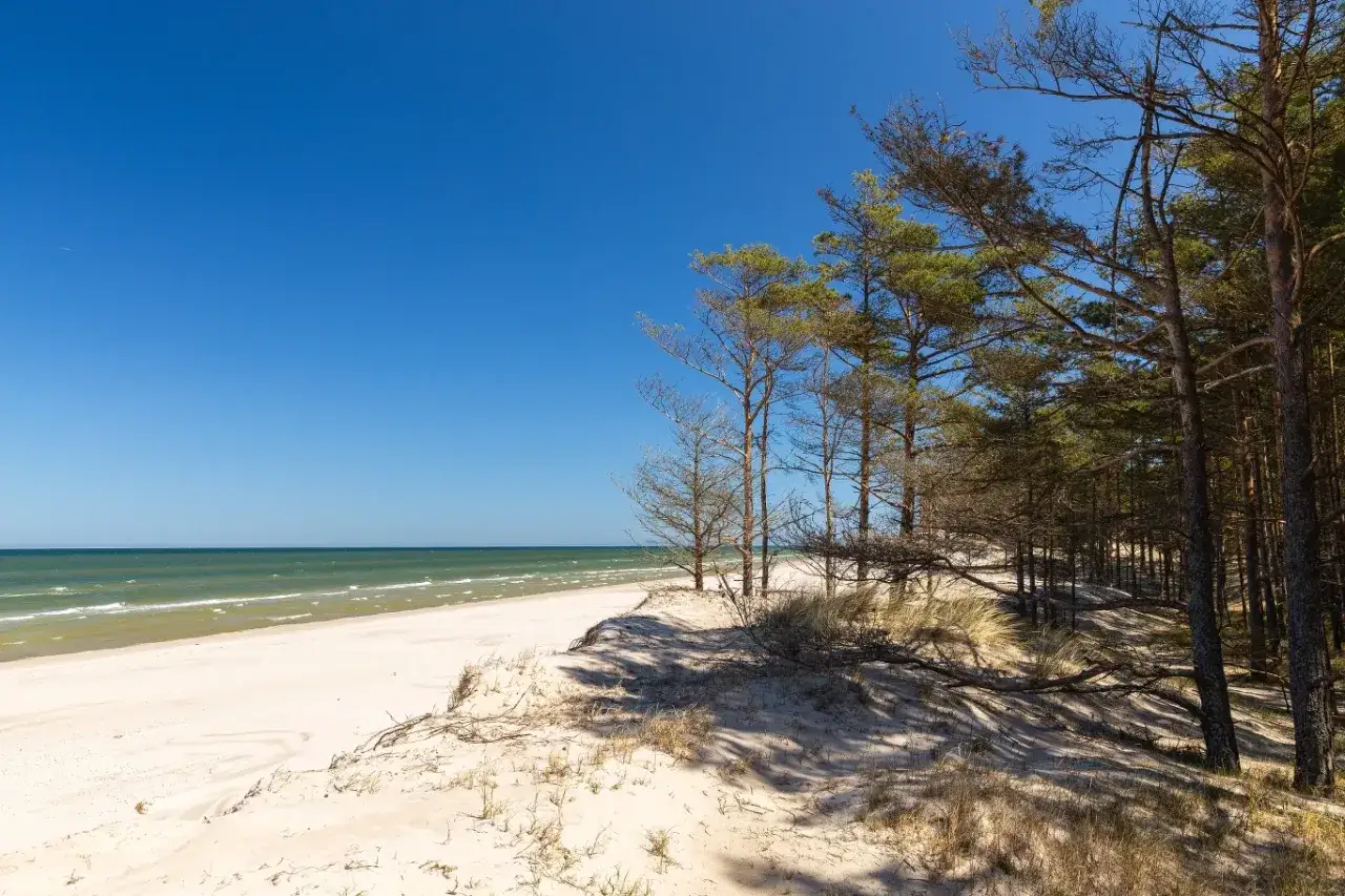 Piękne, dzikie plaże w Polsce. Jasny piasek, szum fal i sosnowy las tworzą idealne miejsce na odpoczynek.