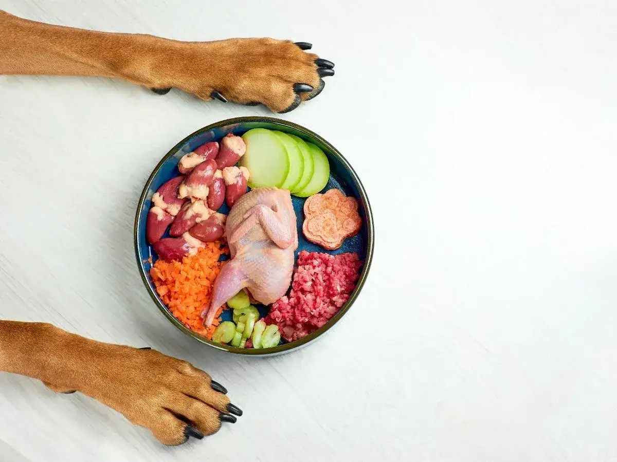 Patas de perro observan un plato con ingredientes para saber qué comen los perros: codorniz, corazones, carne picada, zanahoria, manzana y apio.