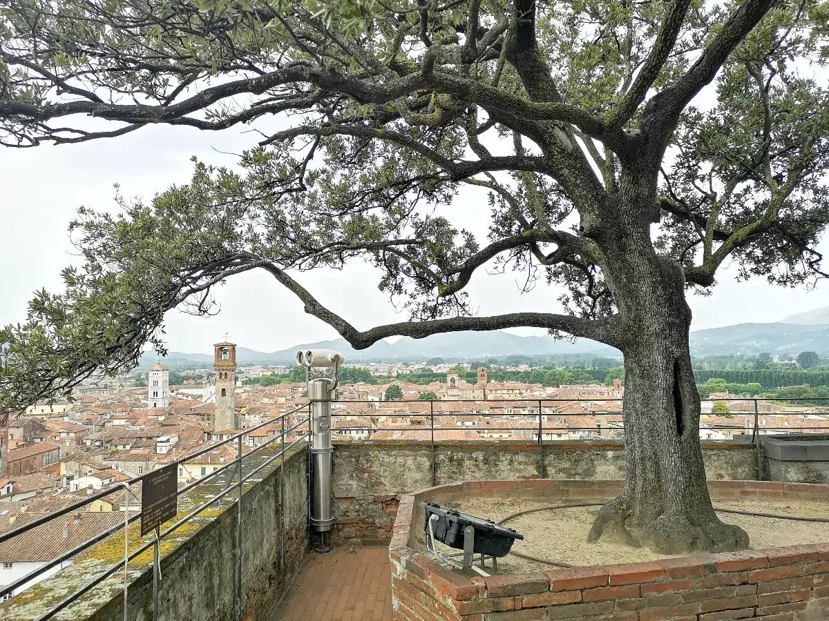 La **Torre Guinigi Lucca** vista da un grande albero. La citt&agrave; con i suoi tetti rossi si estende sotto un cielo nuvoloso.