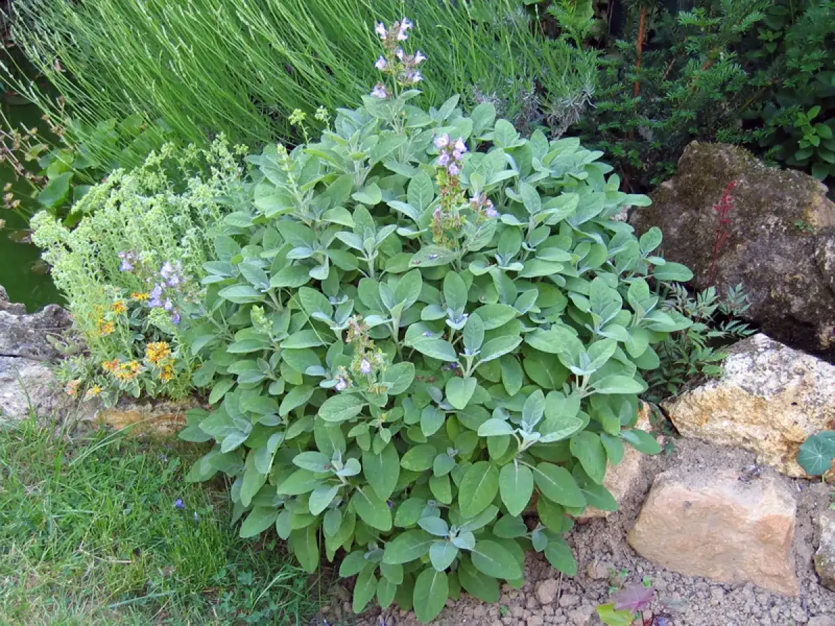 Un plant de sauge aux feuilles veloutées et aux petites fleurs mauves, symbole des **sauge bienfaits** pour la santé, pousse dans un jardin rocheux.