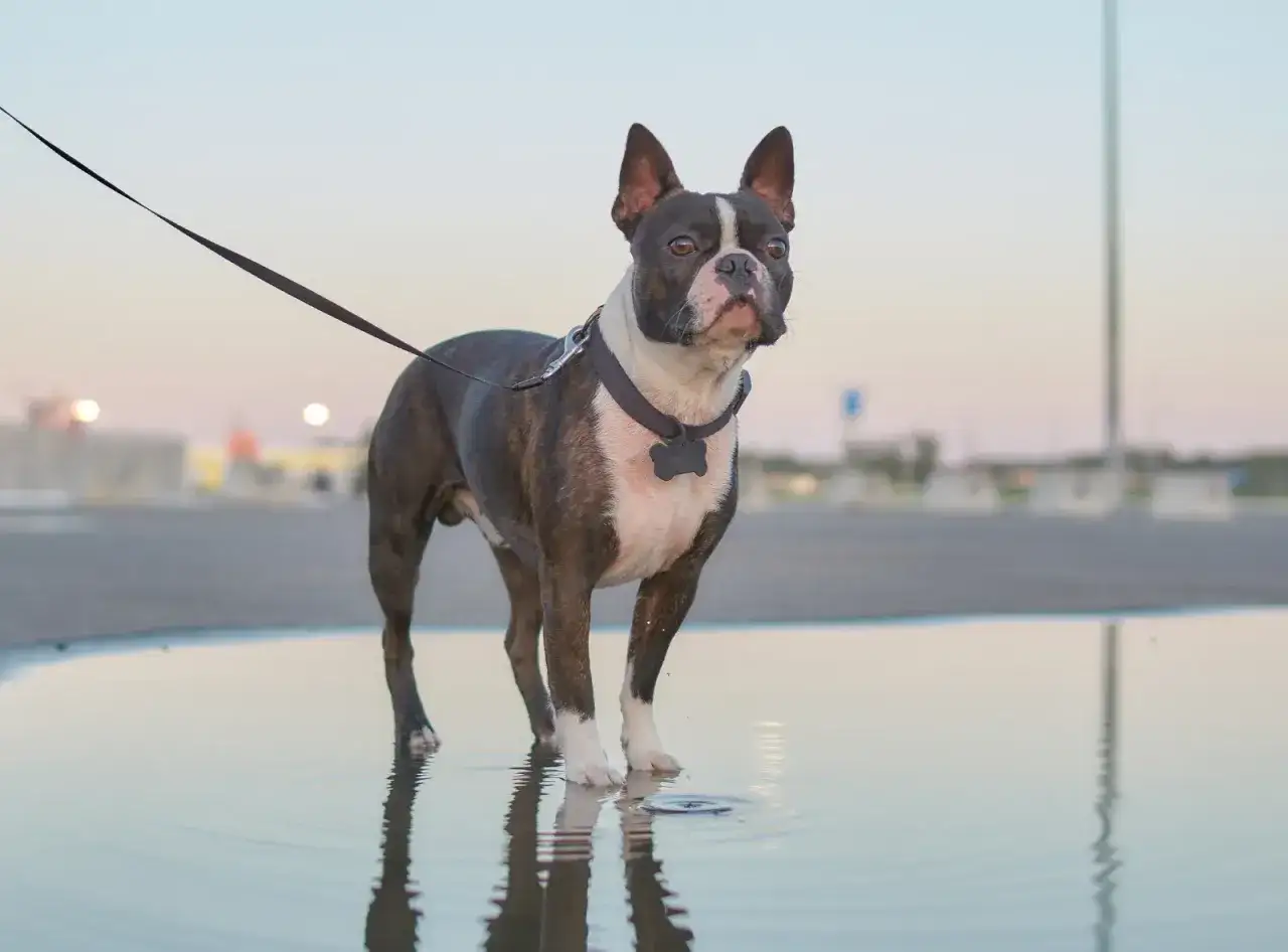 Uroczy boston terrier blue stoi w kałuży, odbijając się w wodzie.