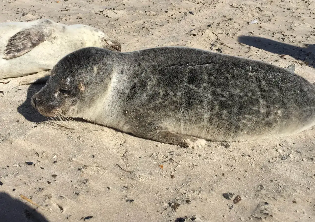 Två sälar vilar på sanden. En mörkgrå säl med fläckar ligger i förgrunden, medan en ljusare säl syns bakom. Kanske har de precis kommit upp ur vattnet norr om Skagen.