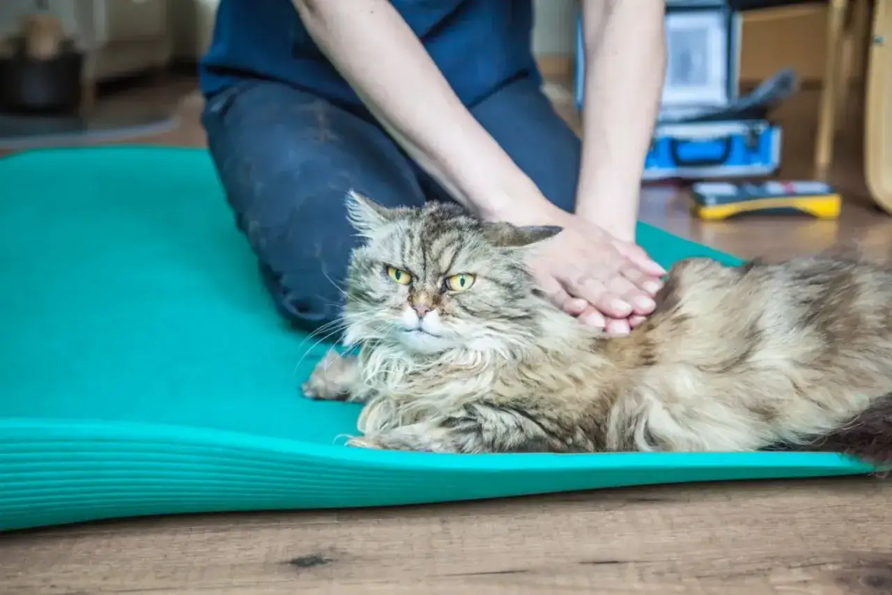 Katze mit Spondylose erhält sanfte Massage auf einer Matte.