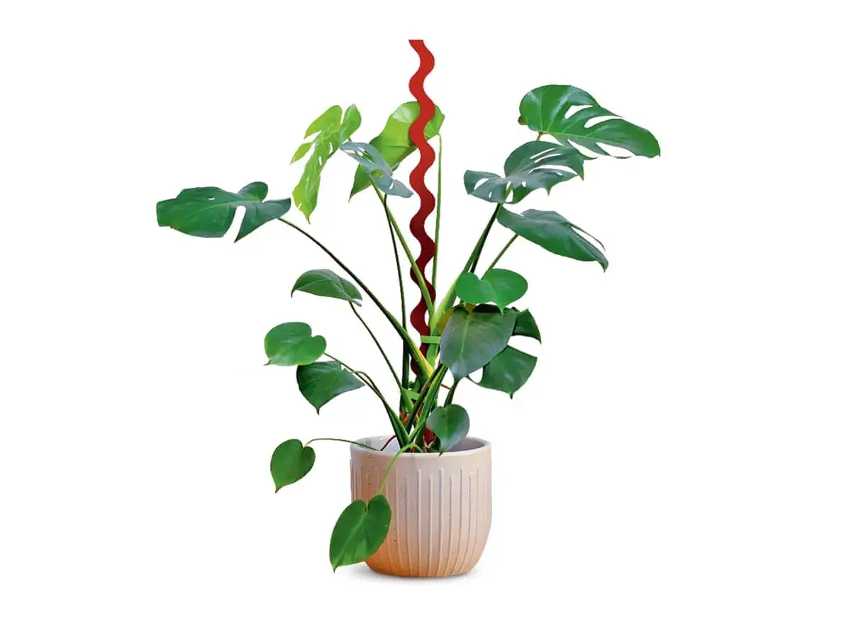 Monstera w ozdobnej donicy, podparta falistym, czerwonym palikiem. Idealny sposób, jak podeprzeć monsterę, by pięknie rosła.