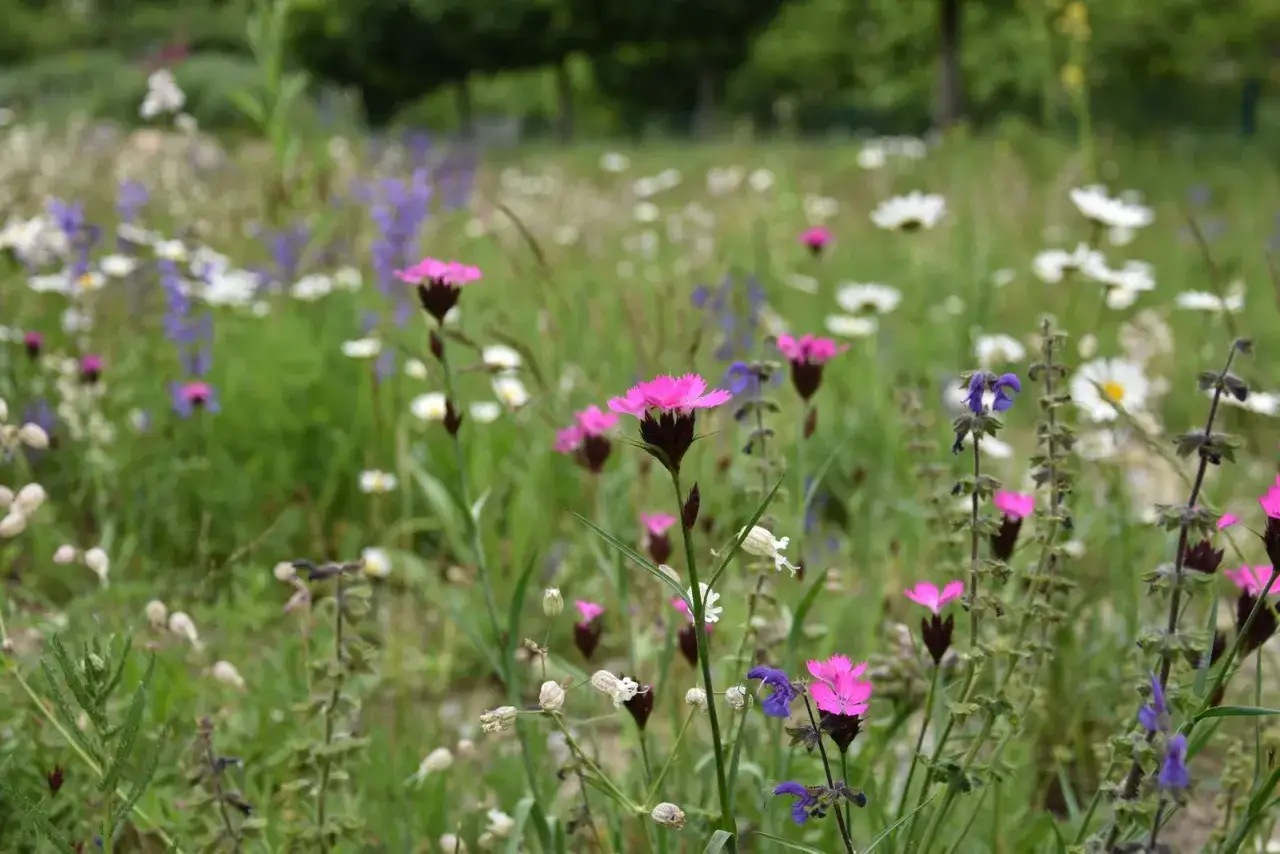 Ein blühender bienengarten anlegen: bunte Wildblumen wie rosa Nelken, weiße Margeriten und lila Salbei wachsen üppig.