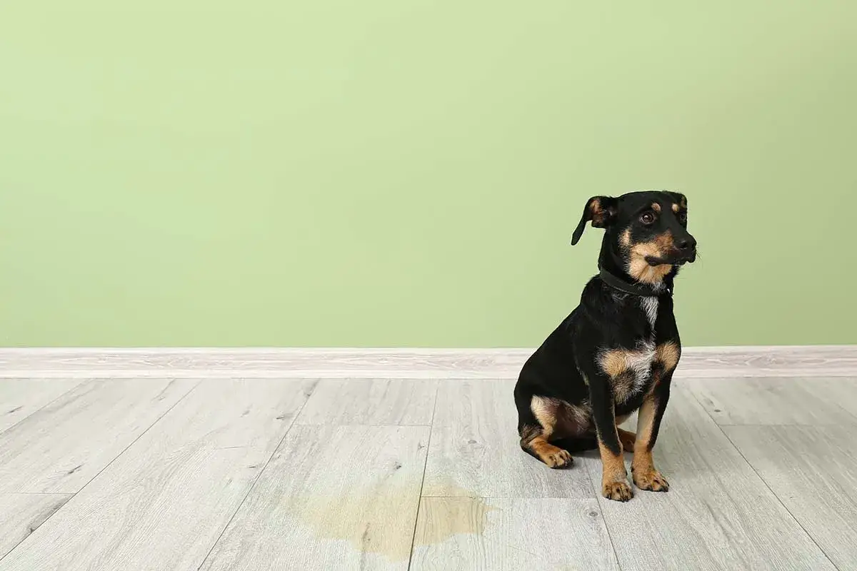En liten hund sitter på ett ljust trägolv bredvid en pöl. En olycka har skett, en hund kissar inne.