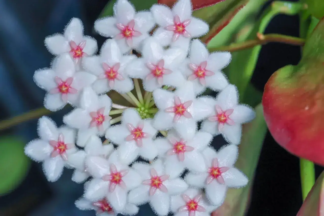 A cluster of delicate, star-shaped hoya flowers, their white petals tipped with soft fuzz and a vibrant pink center, bloom against a backdrop of lush green leaves and a hint of a red bud.