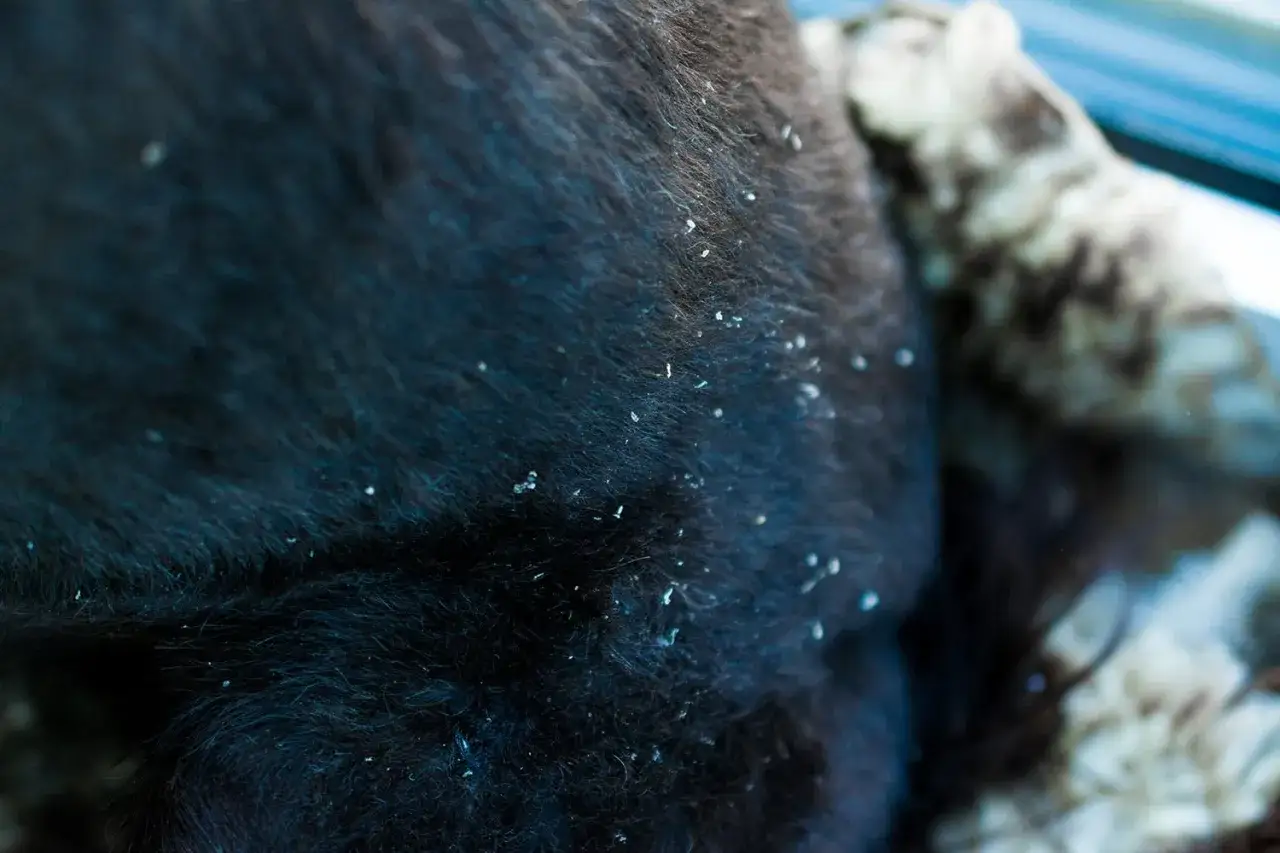 Dunkles Fell mit vielen wei&szlig;en Schuppen. M&ouml;glicherweise ein Zeichen f&uuml;r Stress oder Hautprobleme bei diesem Hund.