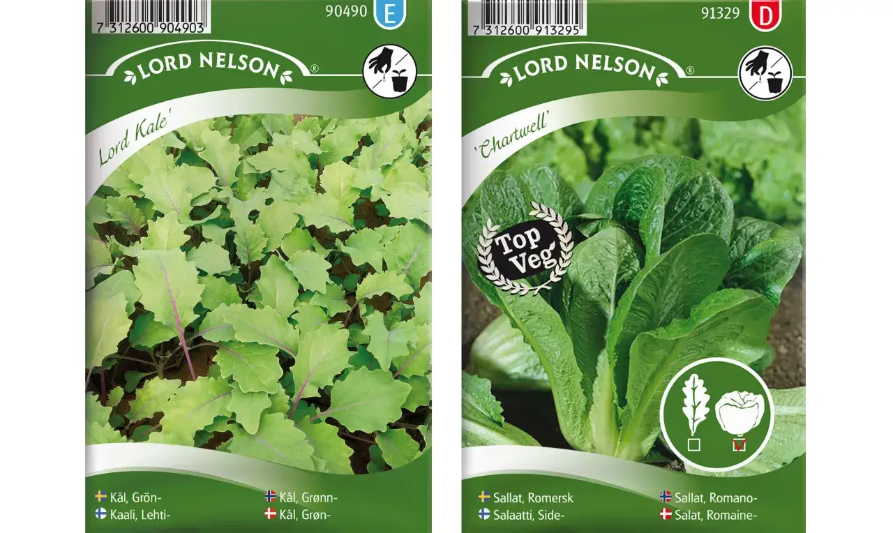 Fr&aring;n Lord Nelson, olika tipos de lechuga: gr&ouml;nk&aring;l 'Lord Kale' och romansallat 'Chartwell'.