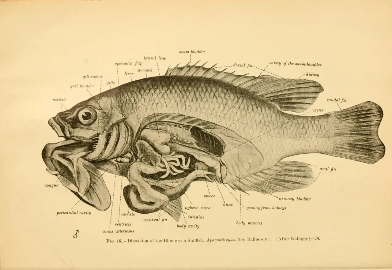 Anatomia ryby z widocznymi chrapami, płetwami, skrzela i narządami wewnętrznymi.