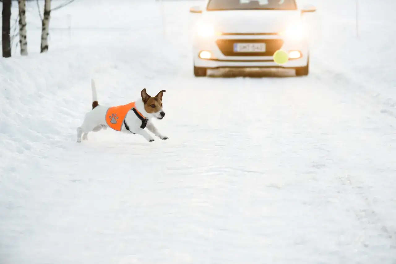En glad vinter hund i orange väst jagar en boll på snöig väg. En vit bil med lysande strålkastare närmar sig.