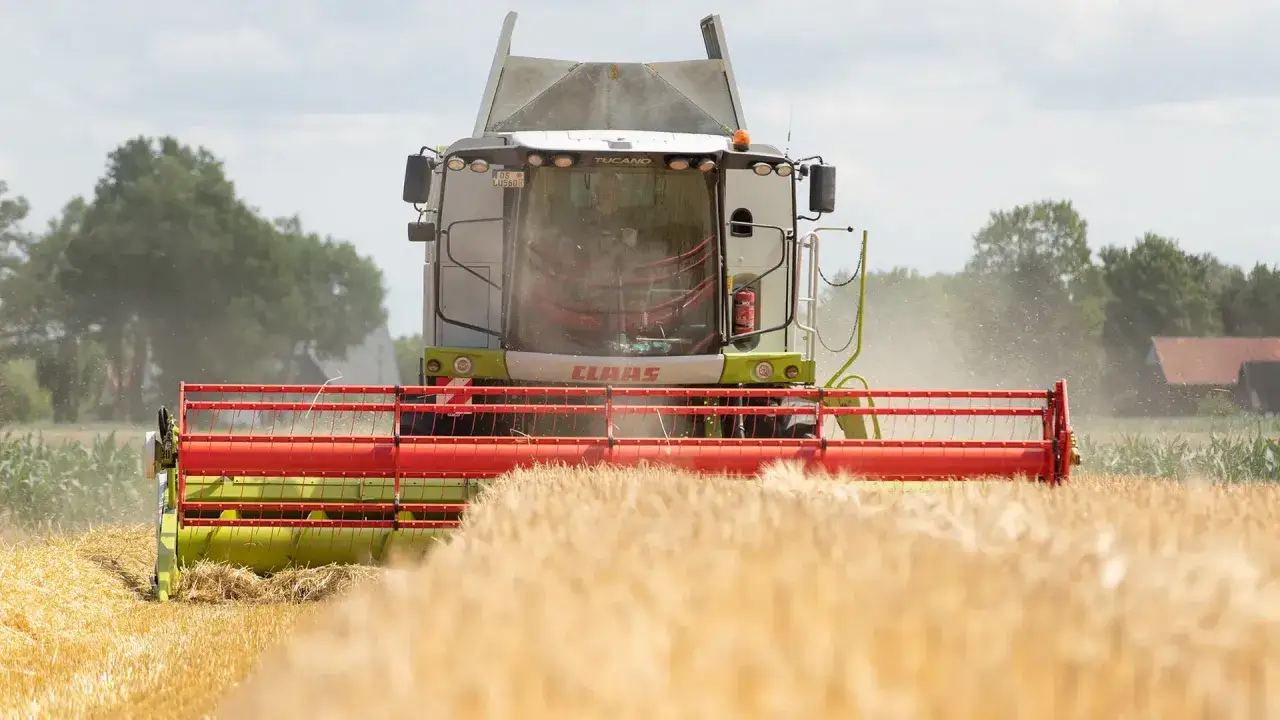 Ein Mähdrescher erntet Roggen. Die Roggen-Erntezeit ist in vollem Gange, Staub wirbelt auf, während die Maschine durch das goldene Feld fährt.
