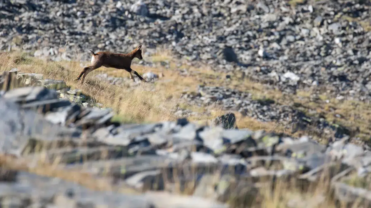 Un jeune mouflon pyr&eacute;n&eacute;en bondit sur un flanc rocheux et herbeux, agile et libre dans son habitat naturel.