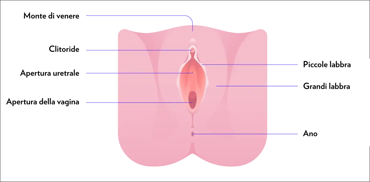 Anatomia genitale femminile, con indicazioni su come masturbare una donna esplorando clitoride, labbra e altre zone sensibili.