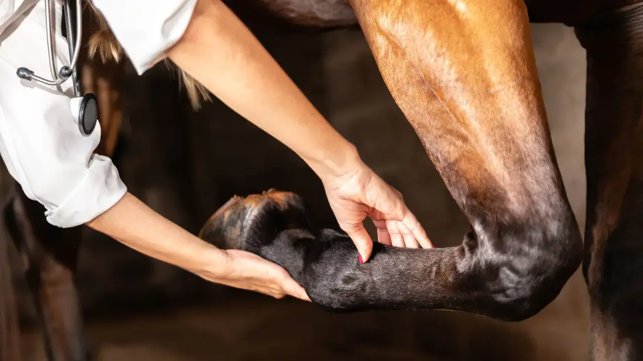 Vétérinaire examinant la jambe d'un cheval pour diagnostiquer l'arthrose.