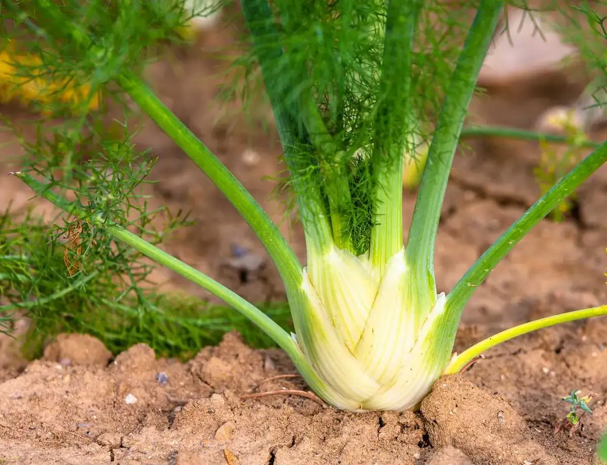 Gros bulbe de fenouil blanc et vert, pr&ecirc;t pour la culture. Ses feuilles plumeuses s'&eacute;l&egrave;vent vers le ciel.