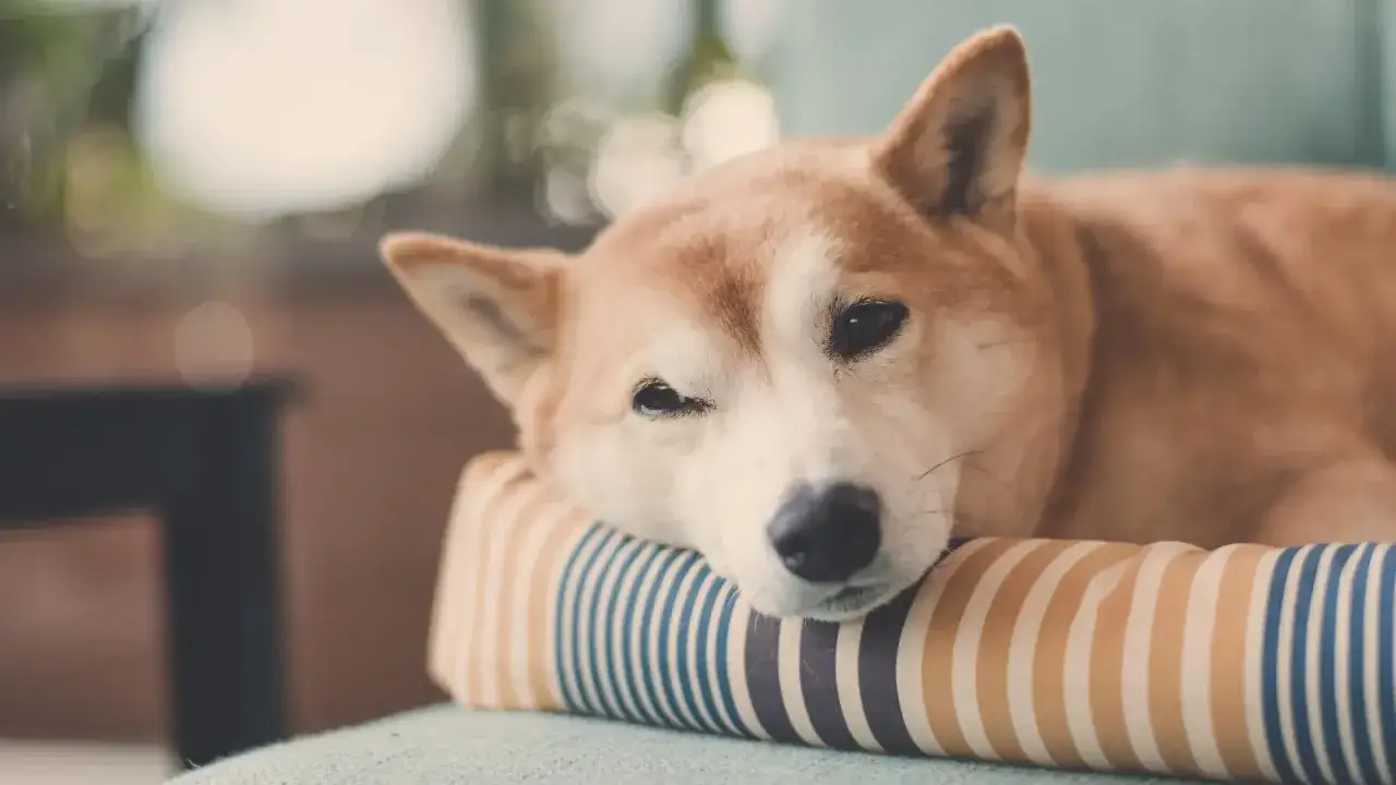 Ein Shiba Inu ruht auf einem gestreiften Kissen. Vielleicht dreht er sich, um sich perfekt f&uuml;r den Schlaf zu positionieren, so wie Hunde es tun.