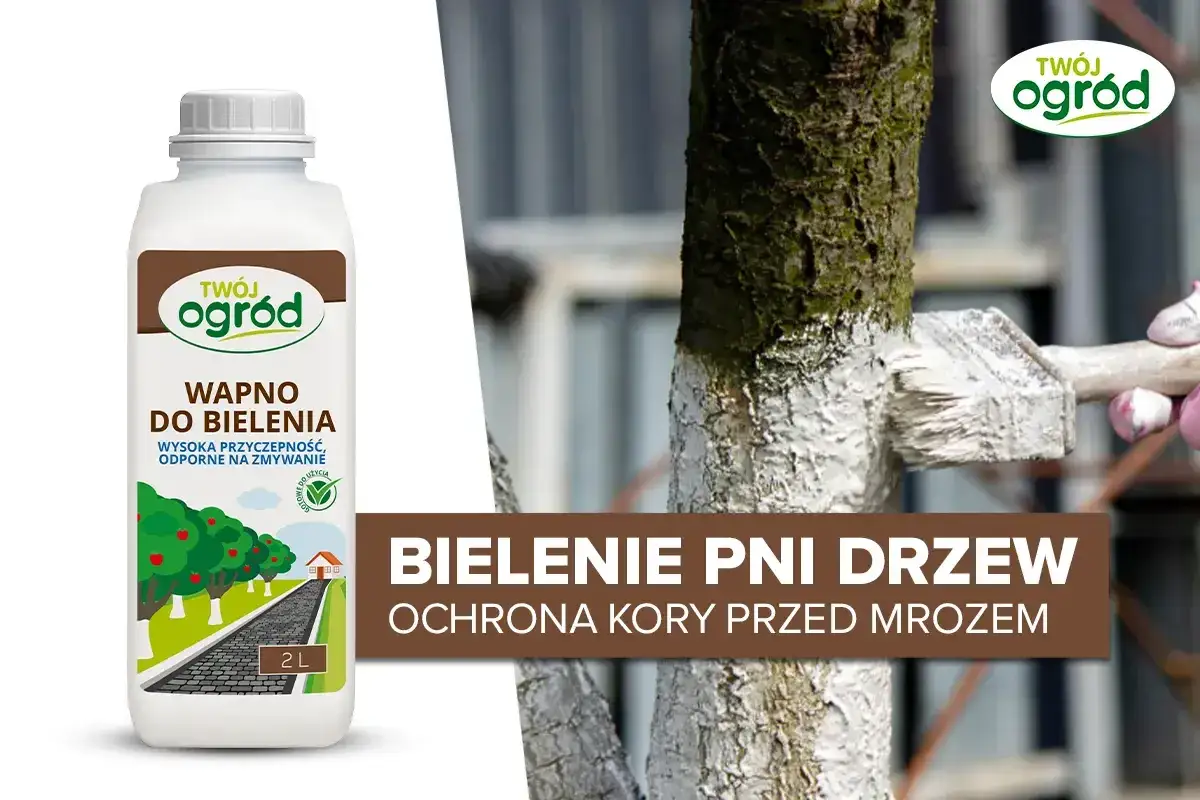 Bielenie pni drzew wapnem 