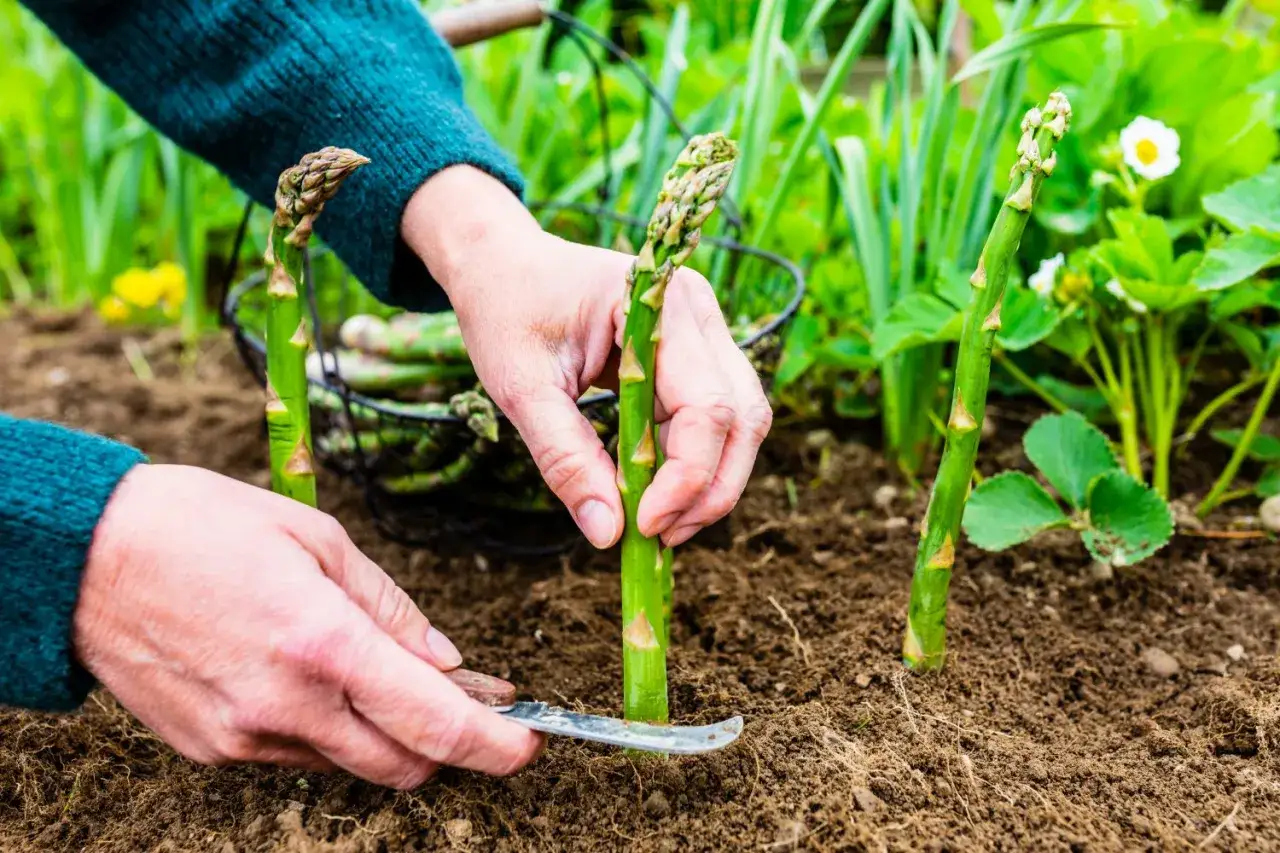 H&auml;nde ernten frischen Spargel im Garten. Die Erntezeit f&uuml;r Spargel ist begrenzt, aber diese gr&uuml;nen Stangen versprechen k&ouml;stliche Gerichte.