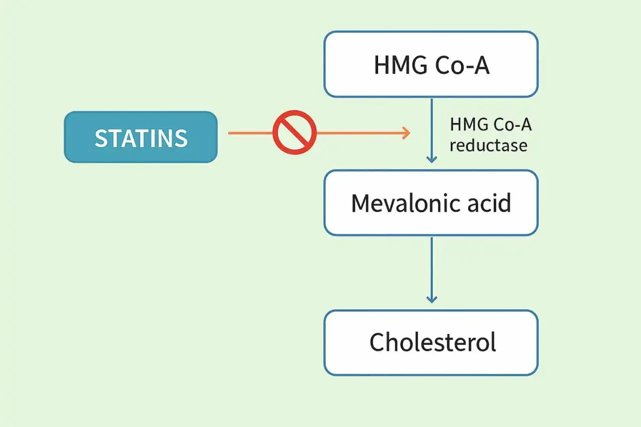 Schemat pokazuje, jak statyny, np. rozuwastatyna, hamują enzym HMG-CoA reduktazę, blokując produkcję kwasu mewalonowego i cholesterolu.