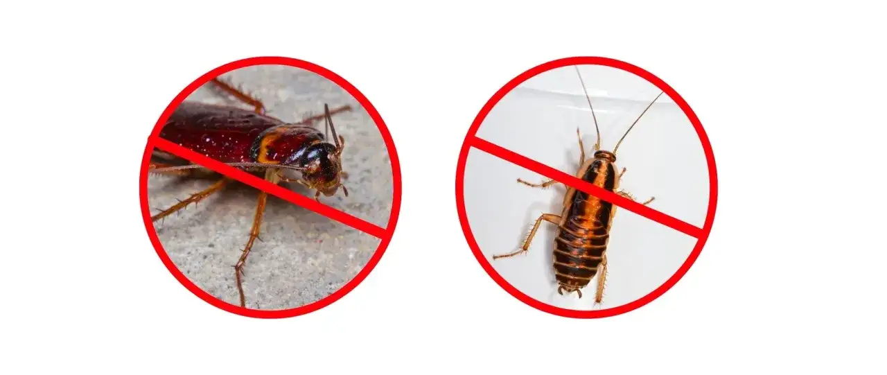 Dwa karaluchy w czerwonych kółkach z przekreśleniem. Skuteczna walka z insektami dzięki deltametrynie.