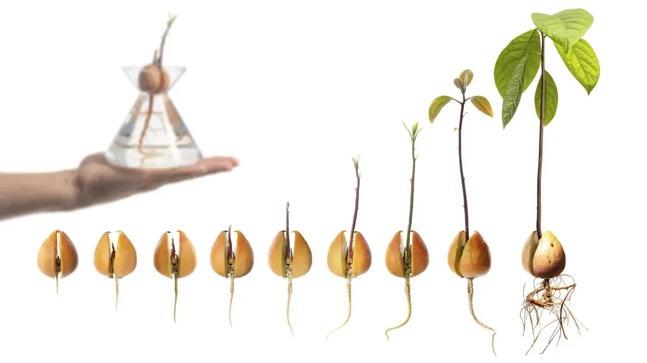 Fasi di piantare avocado da seme: dal seme con radici a una piantina rigogliosa in acqua.