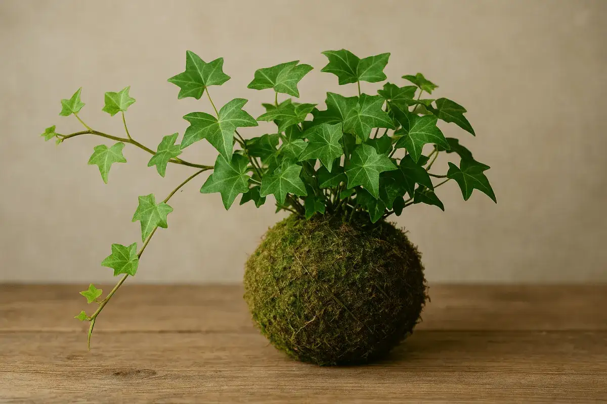 Kokedama: una pianta di edera su una palla di muschio. Scopri come si fa per creare questa decorazione naturale.