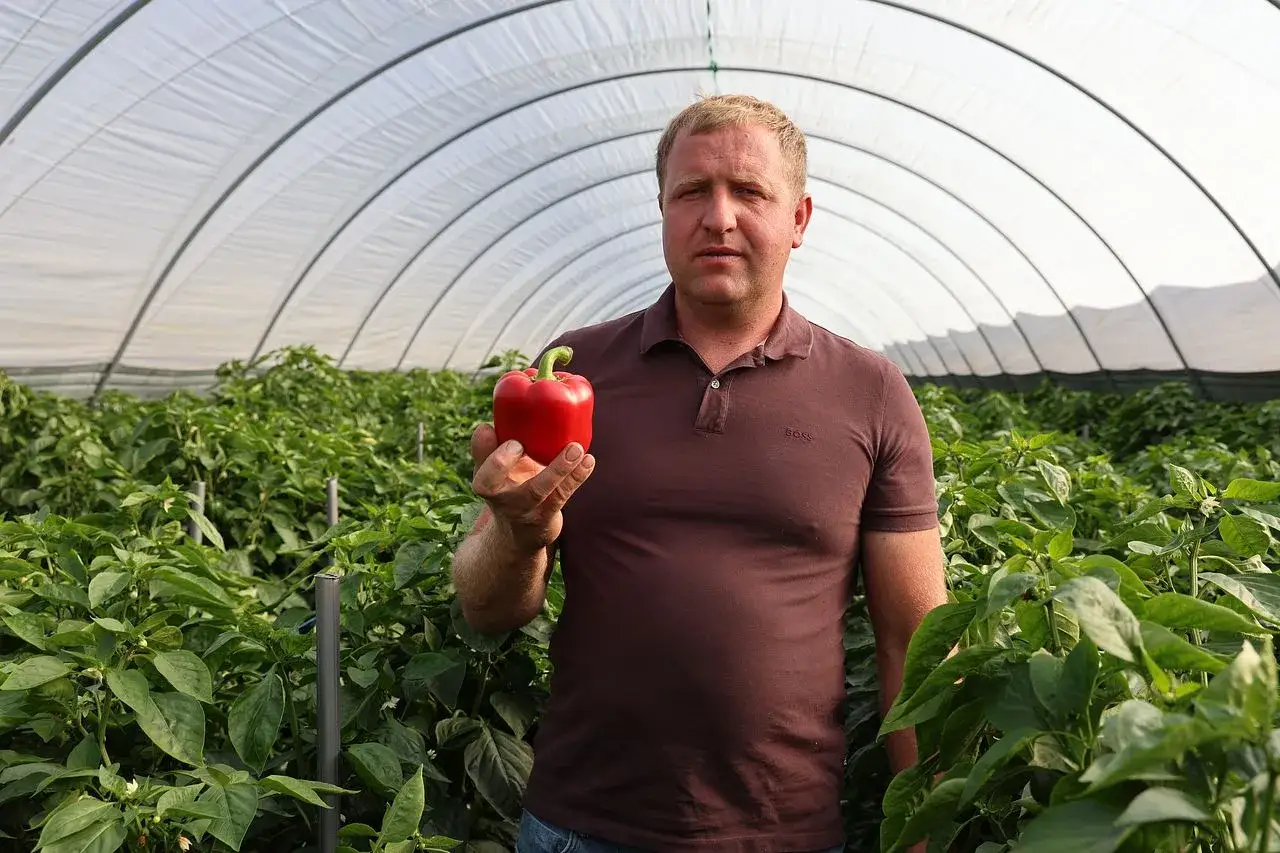 Rolnik prezentuje dorodną, czerwoną paprykę w szklarni. To efekt jego całorocznej uprawy papryki.
