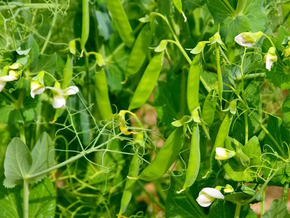 Grüne, reife zucker erbsen hängen an der Pflanze, umgeben von zarten weißen Blüten und Ranken.