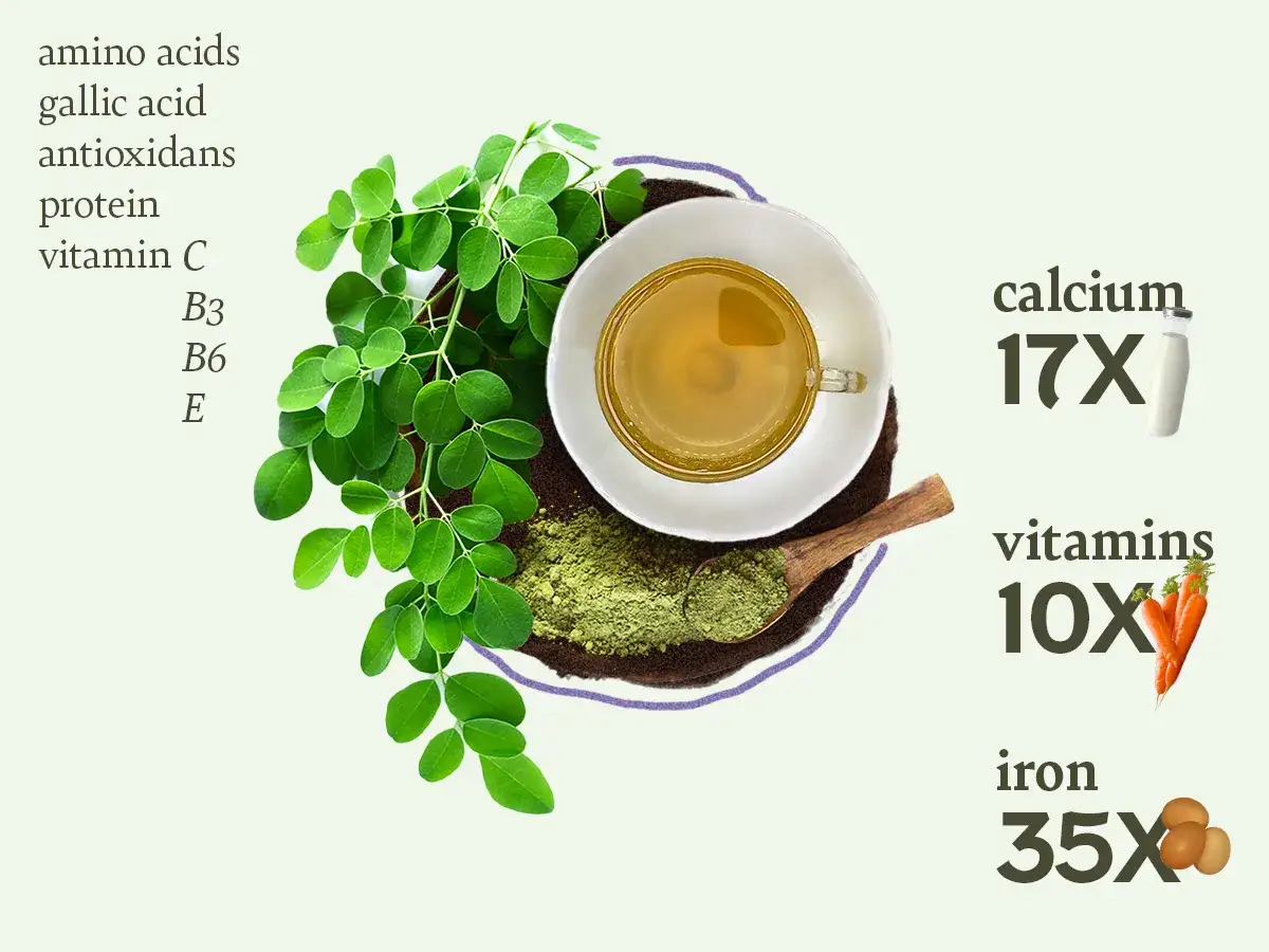 Moringa co to? Liście, proszek i herbata z moringi bogate w aminokwasy, witaminy i żelazo.