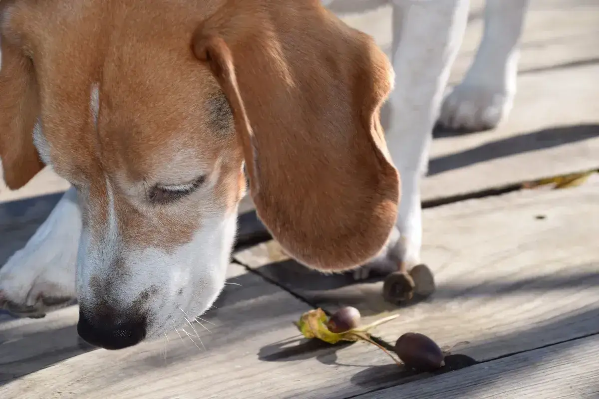 Ein Beagle-Hund schnüffelt neugierig an Eicheln auf einer Holzplattform.