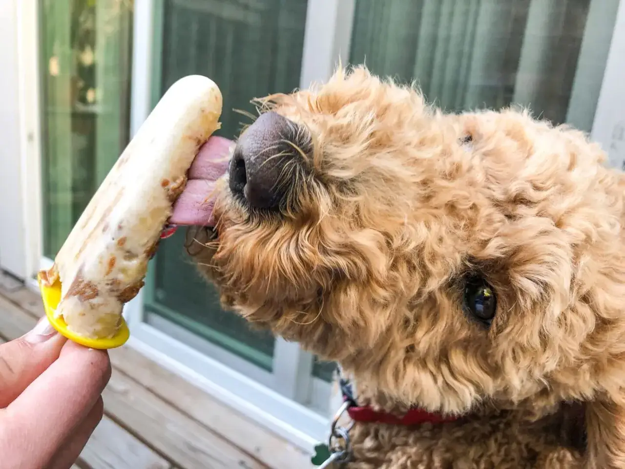 pies jedzący lody z banana