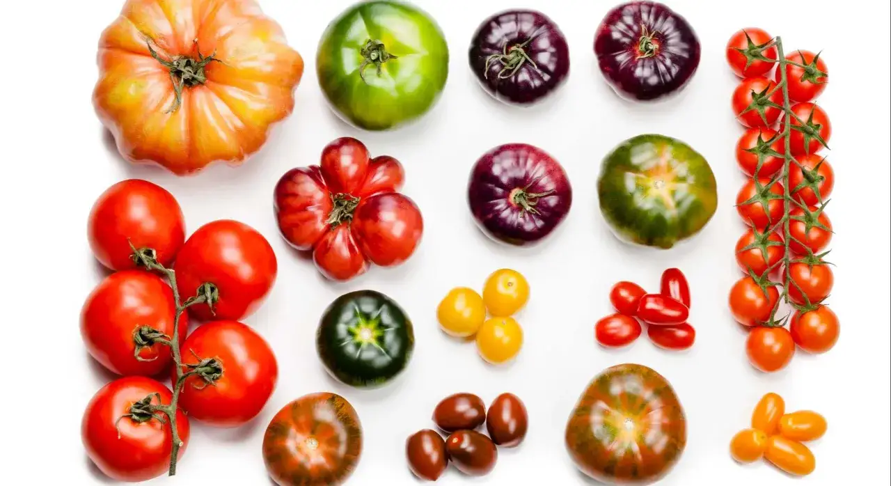 Variedad de tomates italianos: rojos, verdes, morados, amarillos y naranjas, de diferentes tamaños y formas, dispuestos sobre fondo blanco.