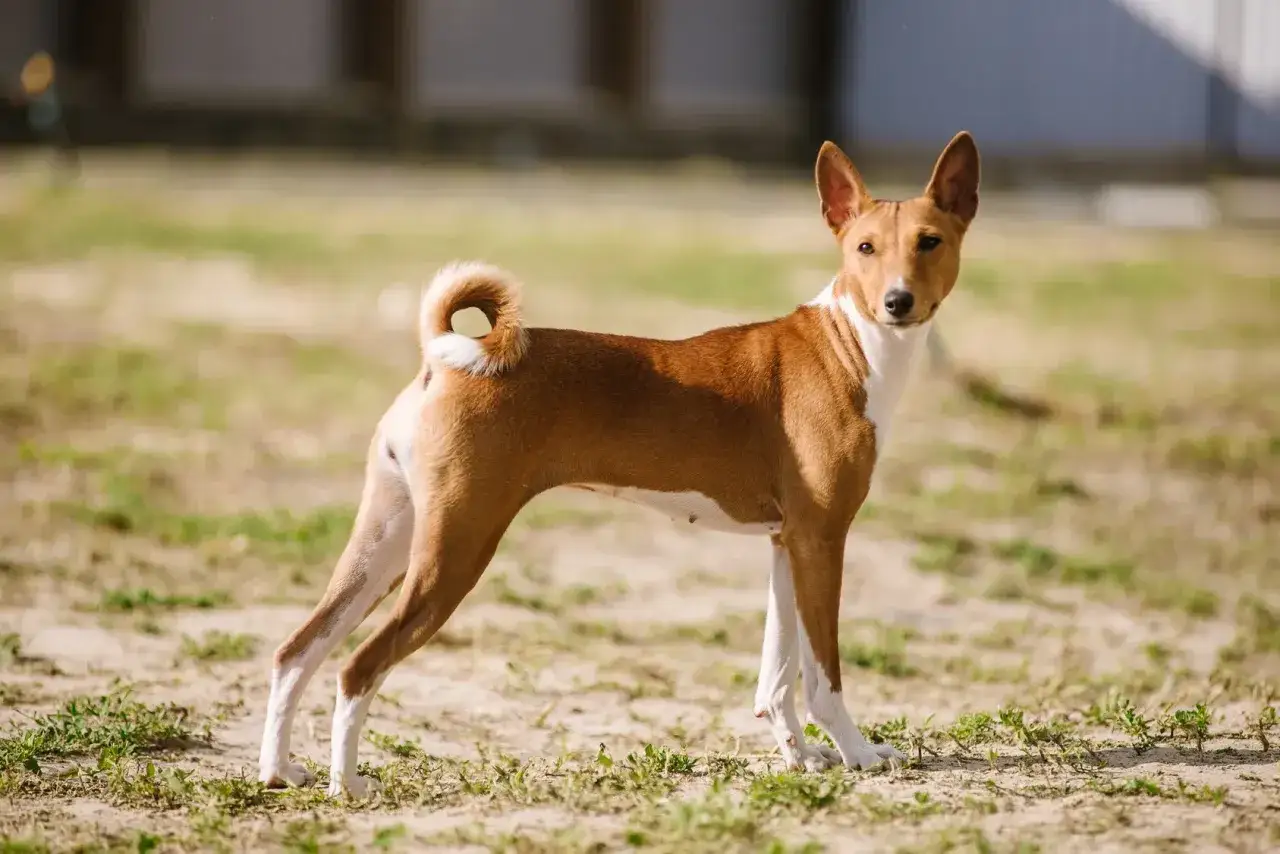 Rudy basenji z białym kołnierzem i zawiniętym ogonem, gotowy do zabawy. Poznaj basenji charakter!